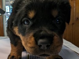 Stella 11
